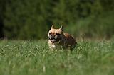 BOULEDOGUE FRANCAIS 854
